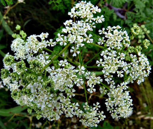 {Conium maculatum}